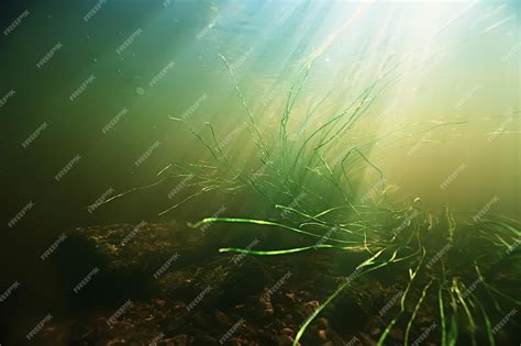 Premium Photo | Underwater freshwater green landscape / underwater landscape of the lake ...