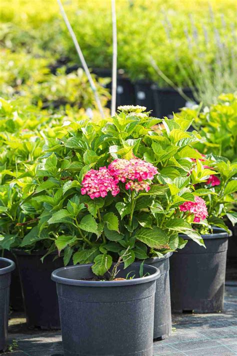 A Comprehensive Guide to Berry White Hydrangea Care - Hydrangea Love