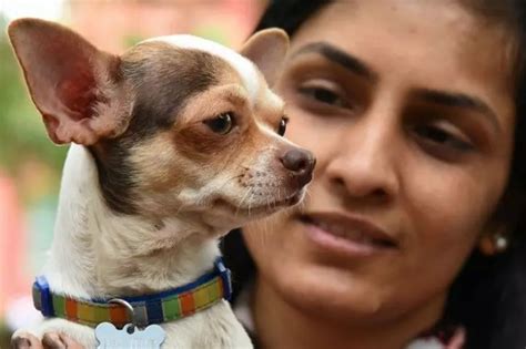 Your Genes Decide Whether You Will Own A Dog Or Not