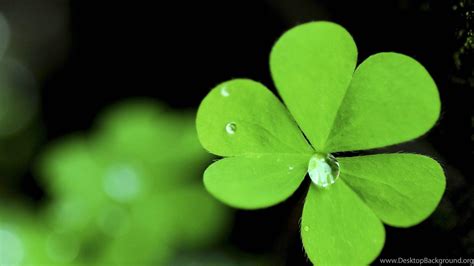 Four Leaf Clover Wallpapers - Top Free Four Leaf Clover Backgrounds ...