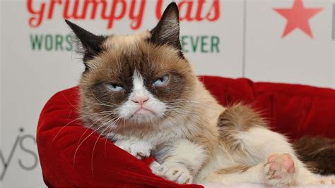 Image result for Grumpy Cat Smiling