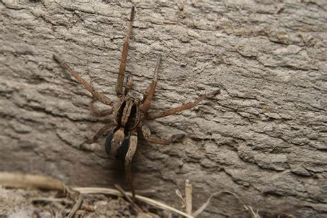 Wolf Tarantula Spider
