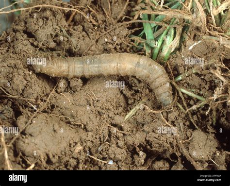 Tipula larva hi-res stock photography and images - Alamy