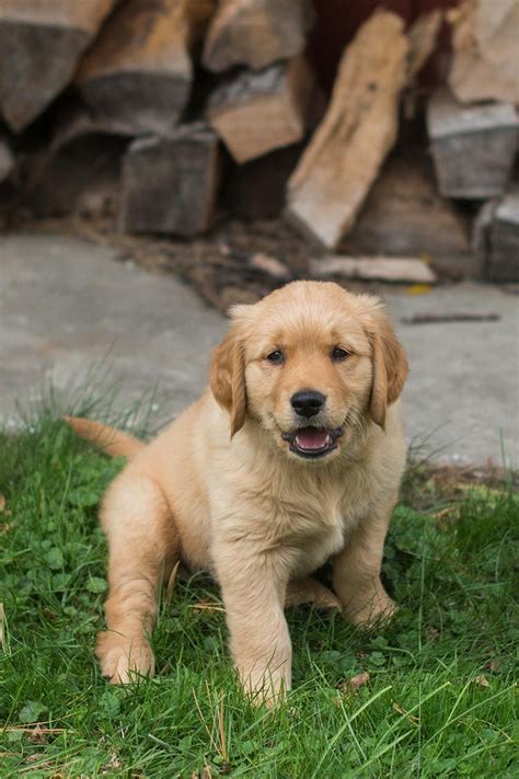 Rezultat imagine pentru GIMP Design Software