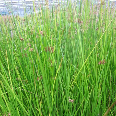 Soft Rush | Hardy Native Plant for Pond Margins - Plants for Ponds