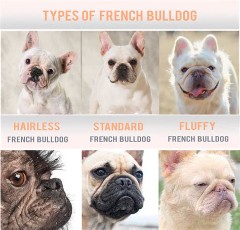 French Bulldogs 2,500+ Blue French Bulldogs Stock Photos, Pictures