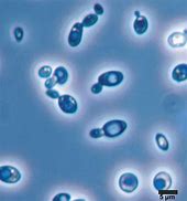 saccharomyces 的图像结果