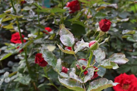 Mildew on roses: downy & powdery mildew - Plantura