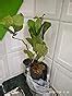 SIAM GARDEN® Guava Live Tree From Thailand Red Inside Small Sapling ...