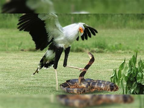 snake attacking bird eggs mother save them fights back video goes viral ...
