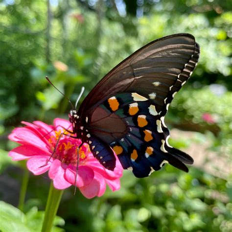 Eastern Tiger Swallowtail Butterfly - Delaware Nature Society