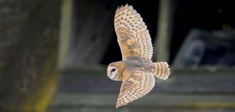 Climate Change and Housing Adaptation: Owl Edition | Hakai Magazine