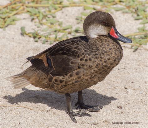 Free Images : duck, vertebrate, beak, water bird, ducks, geese and swans, waterfowl, American ...