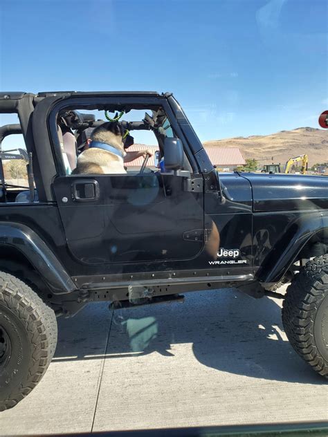 I saw this Jeep doggo yesterday in Reno, NV! Love his glasses! : r/jeepdogs