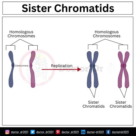 Sister Chromatids vs Non-Sister Chromatids: Roles in Mitosis, Meiosis ...