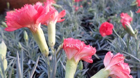 Dianthus caryophyllus