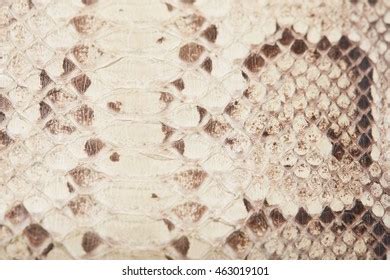 Image result for Python Skin