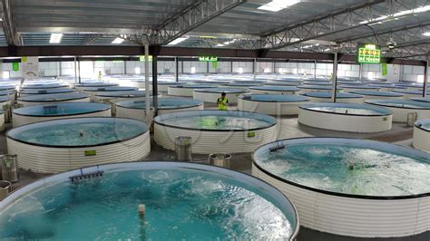 观赏鱼养殖示范基地 - 郑州川海饲料有限公司