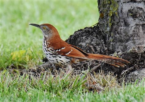 Brown Thrasher | Great Bird Pics