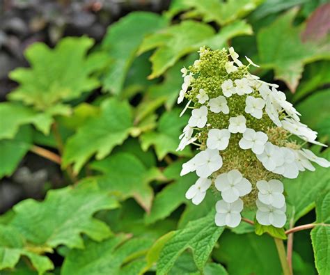 Oakleaf hydrangeas: native, resilient and versatile shrubs | Homes and ...