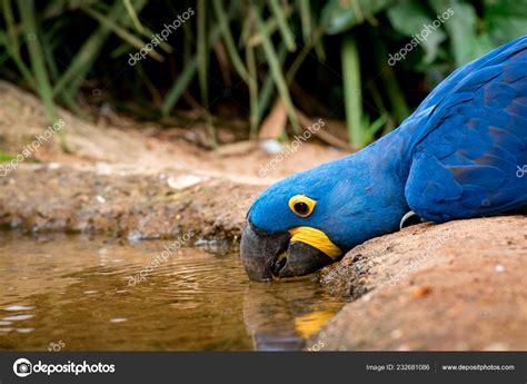 Hyacinth Macaw Habitat