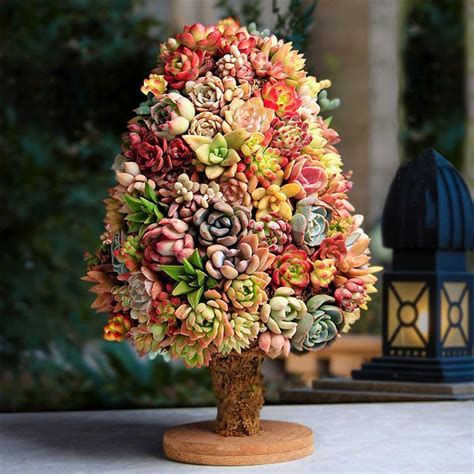 Earth Hopper Air Purifier Ornamental Rosettes Mix Succulent Seeds Pack ...