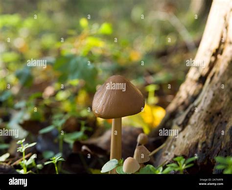Magic mushroom liberty cap hi-res stock photography and images - Alamy