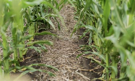 No-Till Farming in SD 的图像结果