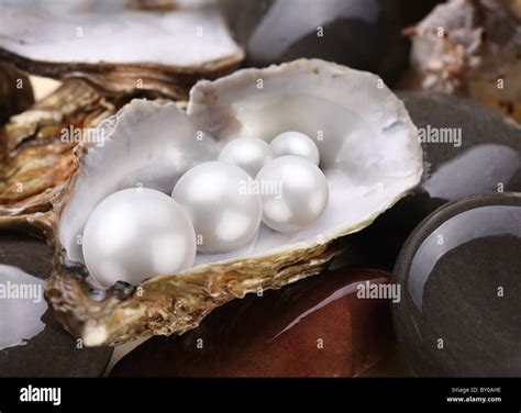 Image result for Perly Shells