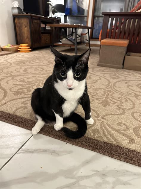 My 3 legged cat uses his tail as a replacement for his lost leg : r ...