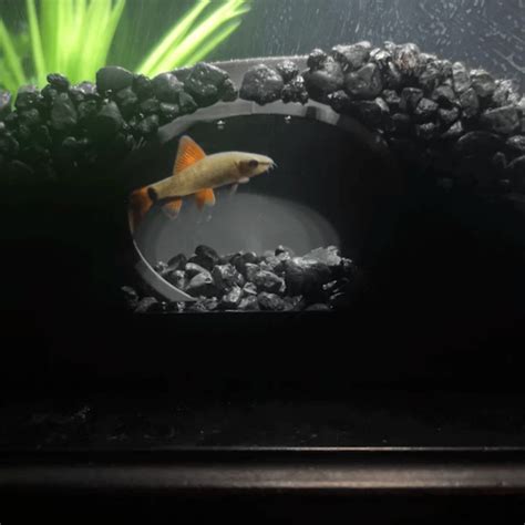 Bottom Dweller Aquarium Cave, Kuhli Loach Dojo Loach Corydoras Catfish ...