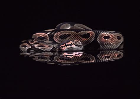 Image result for Royal Python Life Span