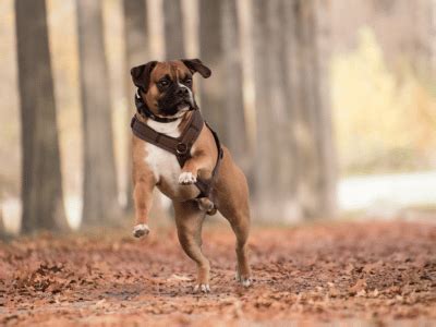 Impulse Control Exercises for Dogs 的图像结果