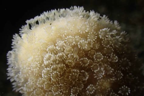 Hawaii | Coral Reef Volunteer | Coral Reef Health | Reef Check
