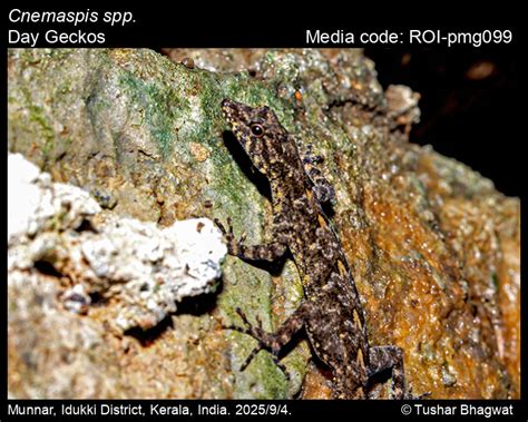 Welcome to the Reptiles of India website! | Reptiles