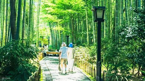 2026 Early Spring Cherry Blossom Limited - Kawazu Cherry Blossom ...