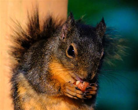 Are Squirrels A Rodent at Dominique Ortega blog