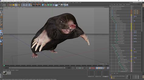 3D European Mole Animal Rigged for Cinema 4D | 3D Molier International