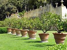 limoni in vaso concimazione concimazione limoni in vaso concime come concimare limoni in vaso concimazione concimazione limoni in vaso concime come concimare