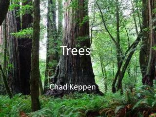 Image result for Parable Three Trees