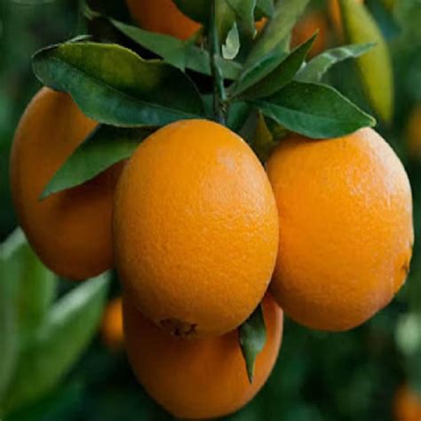 Washington Navel Orange Santra Grafted Fruit Plant (1.5-2 Feet Height ...