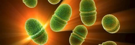 Image result for Enterococcus Faecalis Colon Cancer