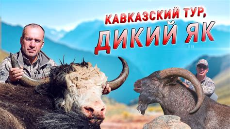 Трофейная охота в Карачаево-Черкесии. Кавказский тур, Дикий як ...