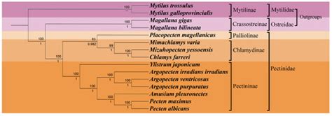 The Mitochondrial Genome of Ylistrum japonicum (Bivalvia, Pectinidae ...