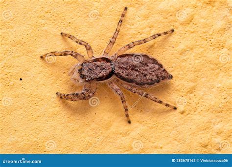 Adult Female Gray Wall Jumping Spider Stock Photo - Image of animal ...