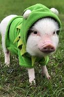 Image result for Cute Fluffy Baby Pigs