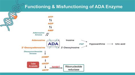 Adenosine Deaminase Deficiency | PPTX