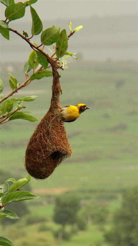8 birds that make the most beautiful homes and nests