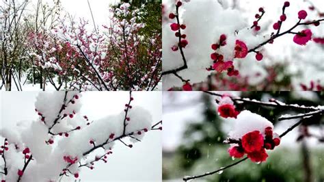 【冬去春来摄影图片】纪实摄影_@六如居士#的光影世界_太平洋电脑网摄影部落
