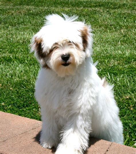Dogs That Look Like Tibetan Terriers at Dustin Richards blog